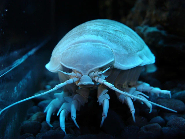 Bathynomus géant, un crustacé marin vivant dans les profondeurs océaniques.